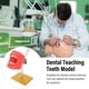 thumbnail image 3 of Modelo De Dientes De Enseñanza Dental, Soporte De Modelo De Dientes Resistente A La Abrasión De Metal Para Estudiantes Para La Escuela, 3 of 7