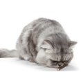 thumbnail image 3 of Labymos 5 uds Catnip Silvervine Stick Palo de Vid de Plata Natural Para Gatos, 3 of 7