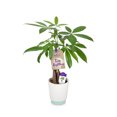 thumbnail image 1 of Hallmark Flowers green live money tree plant, 1 of 1