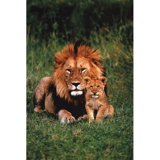 Lion And Baby Poster Print (24 x 36)