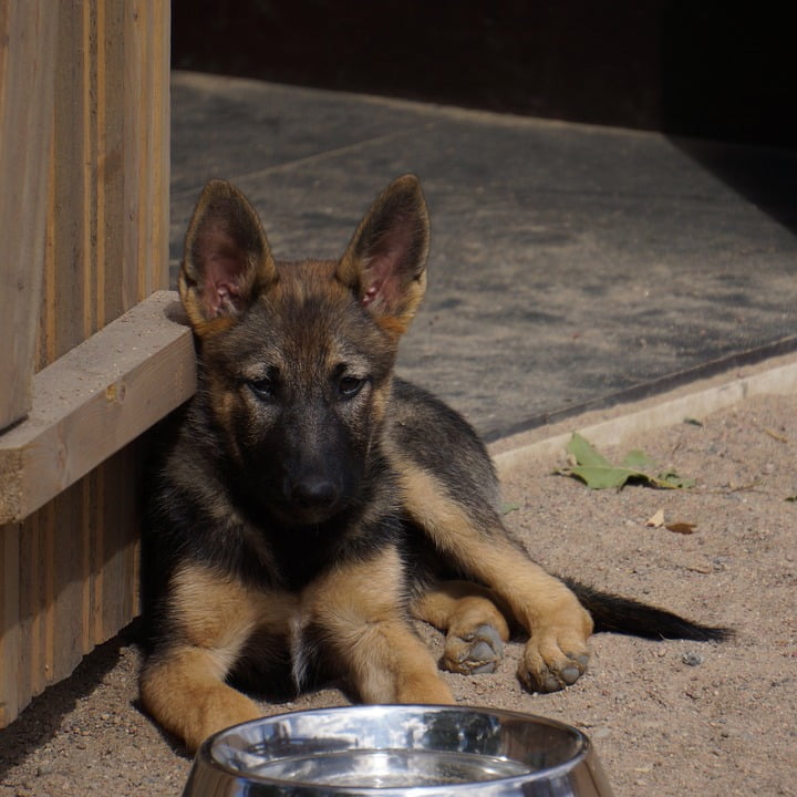 wallpaper digital picture free worldwide email delivery Photo germanian dog