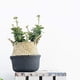 thumbnail image 4 of Cesta de Almacenamiento Tejida para El Vientre, de Hierba , Plantas, Organizador de Cocina para El Hogar 27x24cm Baoblaze Cesta colgante de flores, 4 of 8