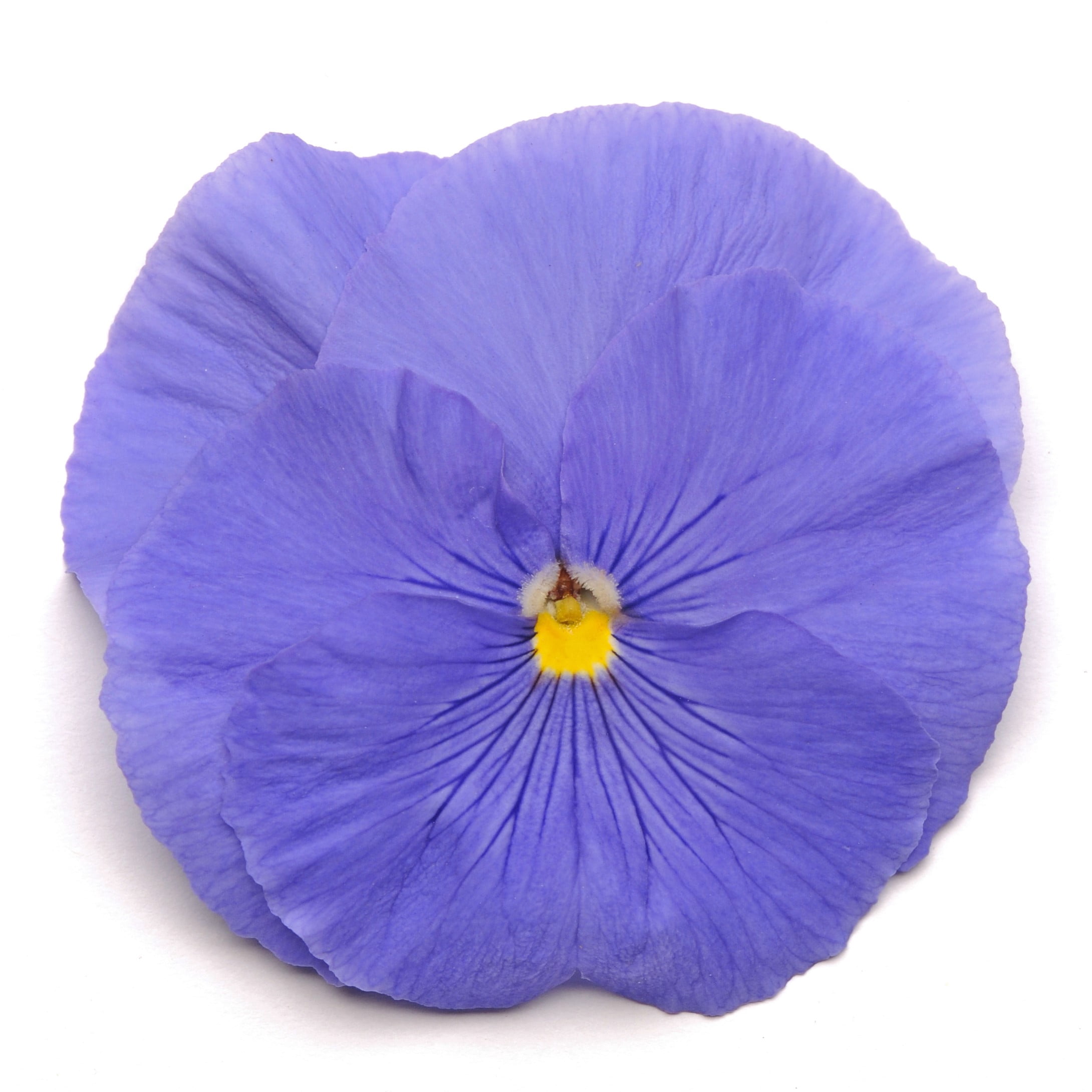 Expert Gardener 1.5 Gallon Multicolor Pansy Hanging Basket