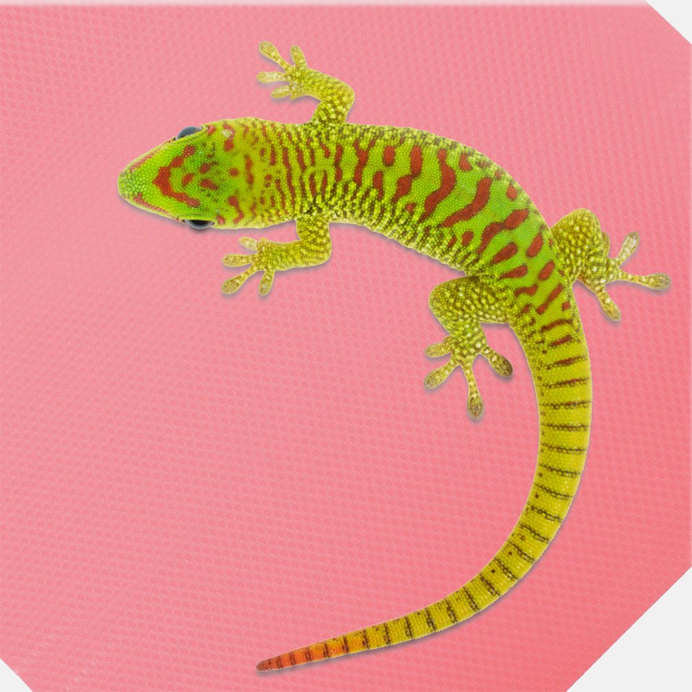 Luxshiny Reptile Carpet Bedding EVA Mat for Reptile Habitats, , 1 Pack for Friends and Families