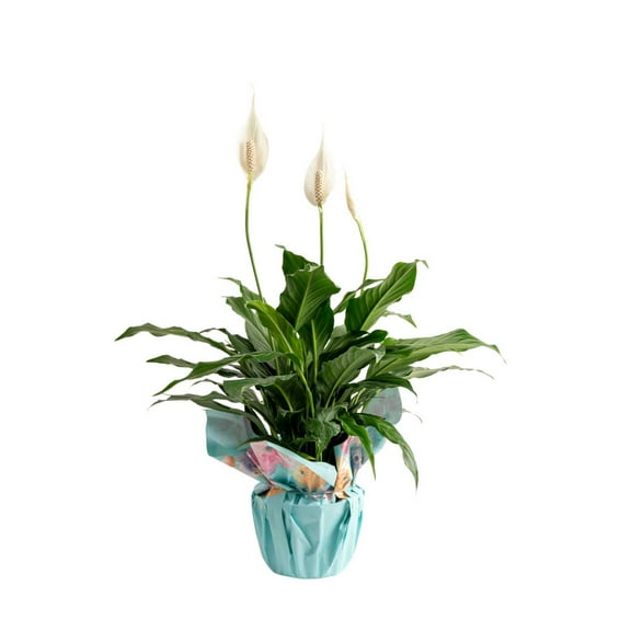 Costa Farms 12" Tall Spath, Peace Lily, Bright Indirect Sunlight, Indoor Live House Plants
