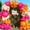 Hot Pink Orange, variant on Blue and Orange Balloon Arch Garland Kit, 121PCS Dark Royal Blue and Orange White Balloons with Spikes Balloon for College High School Class of 2026 Graduation Birthday Basketball Party Decorations