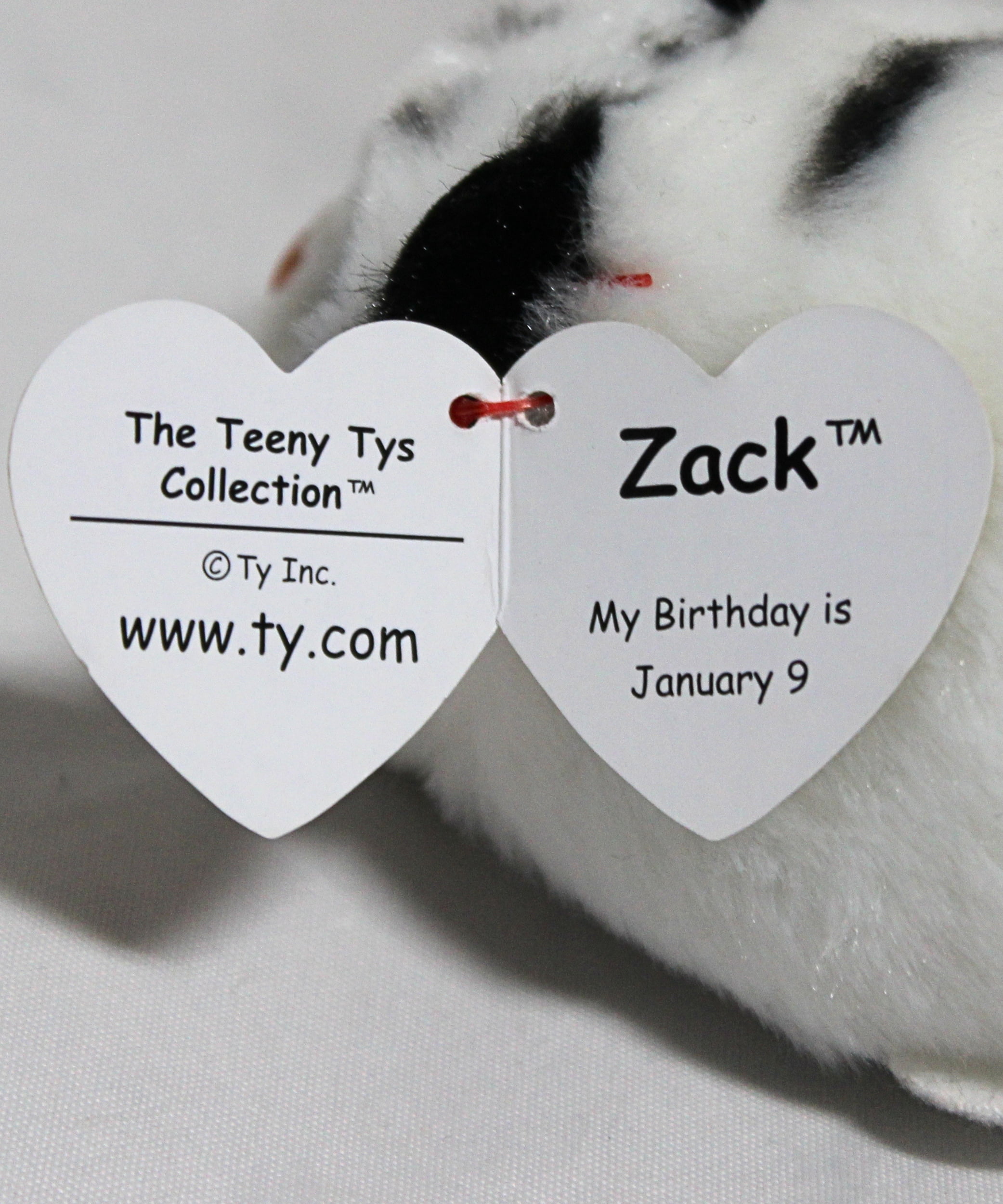 Zack White Tiger - Teeny Tys - Stuffed Animal by Ty (42209