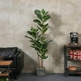 thumbnail image 3 of Artificial Ficus Rubber Tree + 5FT Tall Faux Plant in Pot, Great for Home, Office, Store & Large Indoor Floor Decoration, 3 of 5