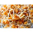 thumbnail image 3 of Mumm's Baies de Blé (Rouge Printemps Dur) Micro-Pousses et Graines Germées Grande Taille : 300 Grammes (10.6 oz) Cultiver Votre Propre Herbe de Blé Certifié Biologique et non-OGM Taux de Germination Élevé, 3 of 6