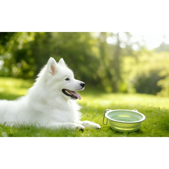 Travel-Ready Collapsible Pet Bowls: Portable Feeder & Waterer in One