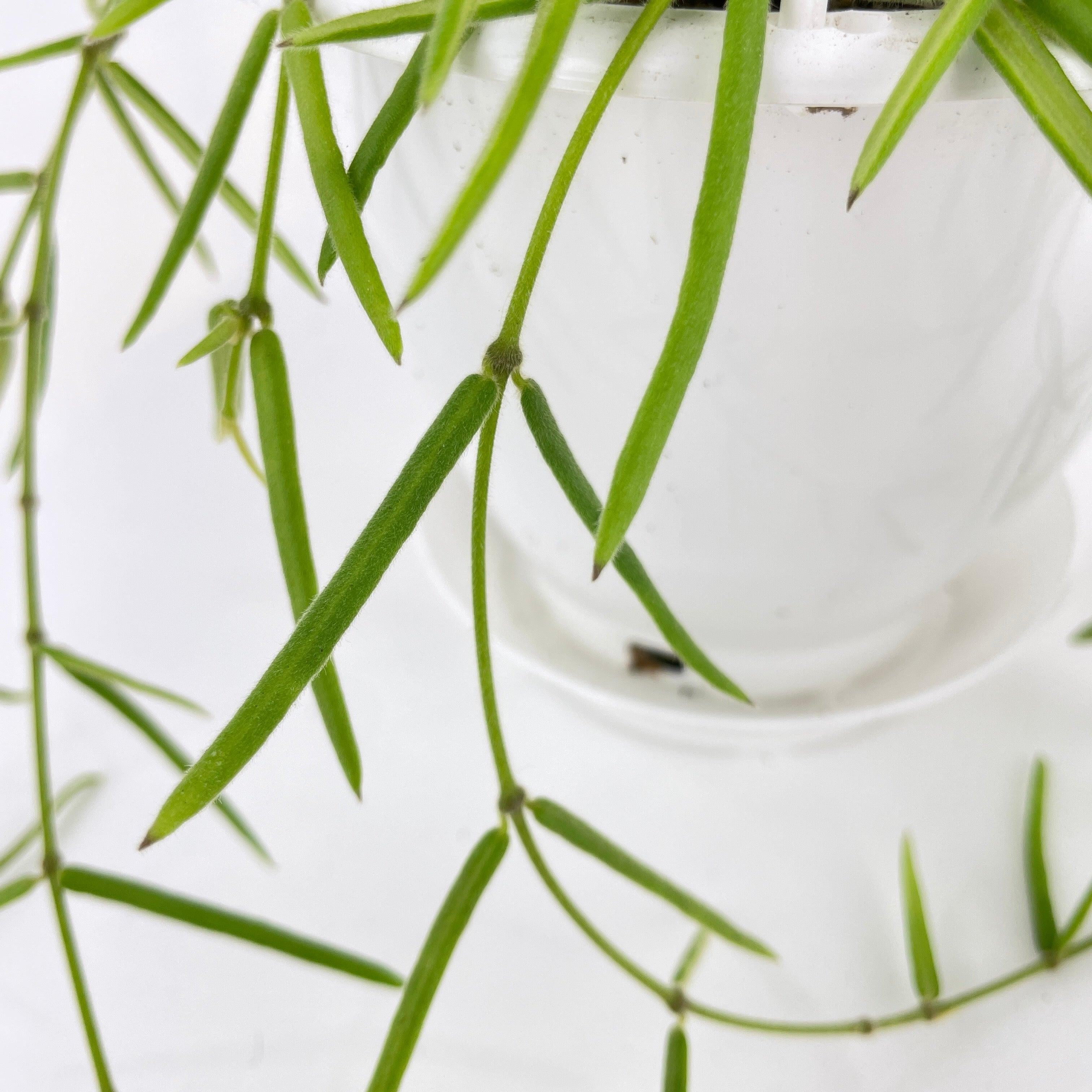 Bumble Plants Hoya Linearis - Full Live Colorful Houseplant in Nursery Pot, Easy Care, Indoor Plant for Beginners