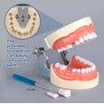 thumbnail image 3 of Medical Modelo De Dientes 32 Dientes Dentales Modelo Dientes, 3 of 6
