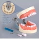 thumbnail image 3 of Medical Modelo De Dientes 32 Dientes Dentales Modelo Dientes, 3 of 6
