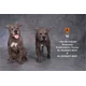 thumbnail image 4 of Figura de perro American Staffordshire Terrier de Mr.Z Studio 1:6, modelo de animal cánido, juguete de colección, decoración de escritorio para adultos, 4 of 5