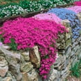 thumbnail image 2 of Scarlet Flame Creeping Phlox Flowering Groundcover Potted Perennial Plant - 1 starter plant per offer, 2 of 4