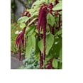 thumbnail image 3 of Love Lies Bleeding Seed, 200+ Seeds, Sharp Striking Maroon Blooms, 3 of 5