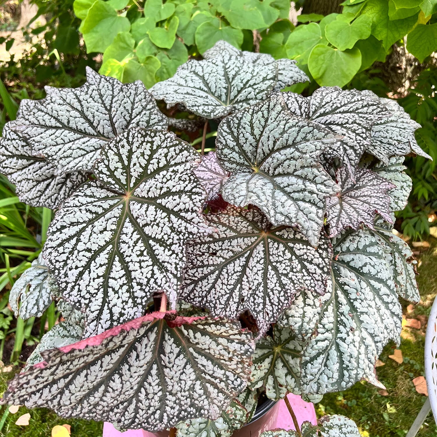 Southern Living ‘Sterling Moon’ Lunar Lights Begonia Live Shrub in 1.5-Gallon Grower Pot