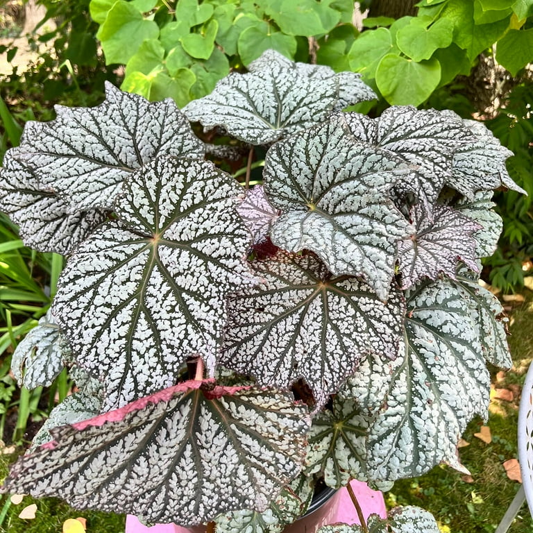 Southern Living 'Sterling Moon' Lunar Lights Begonia Live Shrub in