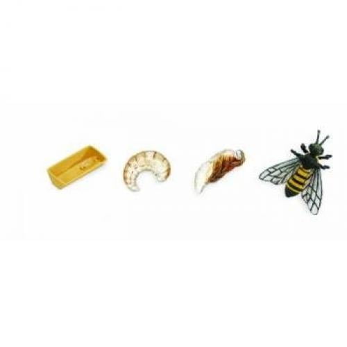 Safari Ltd Safariology the Life Cycle of a Honey Bee