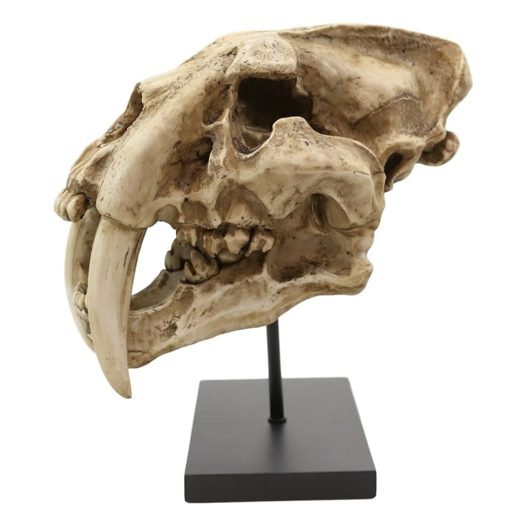 Sabertooth Tiger Cat Fossil Skull Skeleton Replica Statue