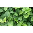 thumbnail image 1 of Pachysandra Terminalis Japanese Spurge Groundcover - 100 Bare Root Plants, 1 of 5