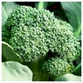 thumbnail image 3 of Everwilde Farms - 1 lb Organic Waltham Broccoli Seeds - Gold Vault Bulk Seed Packet, 3 of 3