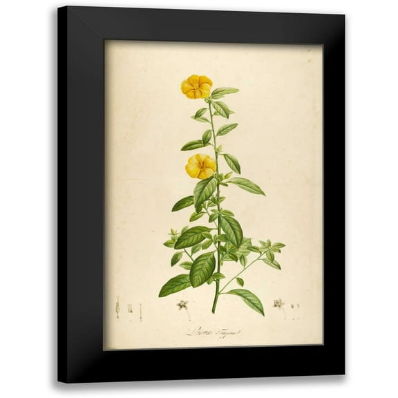 Carlson, Tina 10x14 Black Modern Framed Museum Art Print Titled - Vintage Botanical 202
