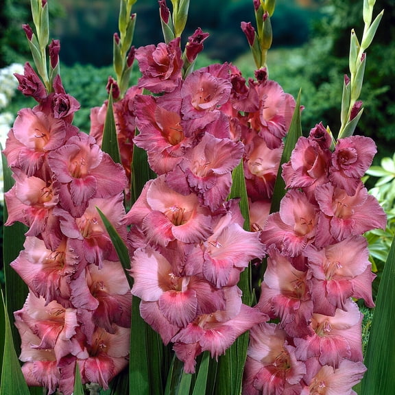 Zigeurnerbaron Gladiolus Flower Bulbs - 10 Gladioli Bulbs per Pack - Attracts Butterflies and Hummingbirds - Good as Cut Flowers - Grows Well In Containers - Perennializing - Outdoor Garden
