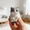 A#003, variant on Bisitoy 1Pc Squeeze Toys, 3.54" Funny Cat Shaped Handmade Squeeze Ball for Adults Kids, Ultra Soft Sticky Animal Fidget Toy for Office Travel Relaxation & Autism Decompression (B)
