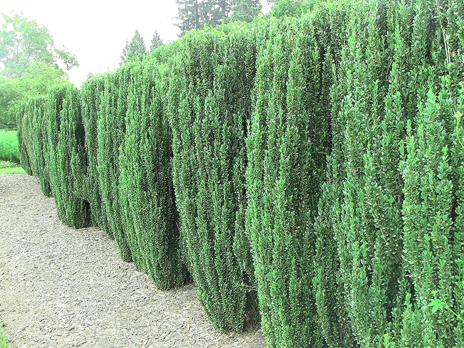 Sky Pencil Japanese Holly - 2 Live Gallon Size Plants - Ilex Crenata - Low Maintenance Formal Evergreen Hedge