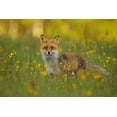 thumbnail image 2 of Gavra, Assaf 18x13 Gold Ornate Wood Framed with Double Matting Museum Art Print Titled - Red Fox, 2 of 4