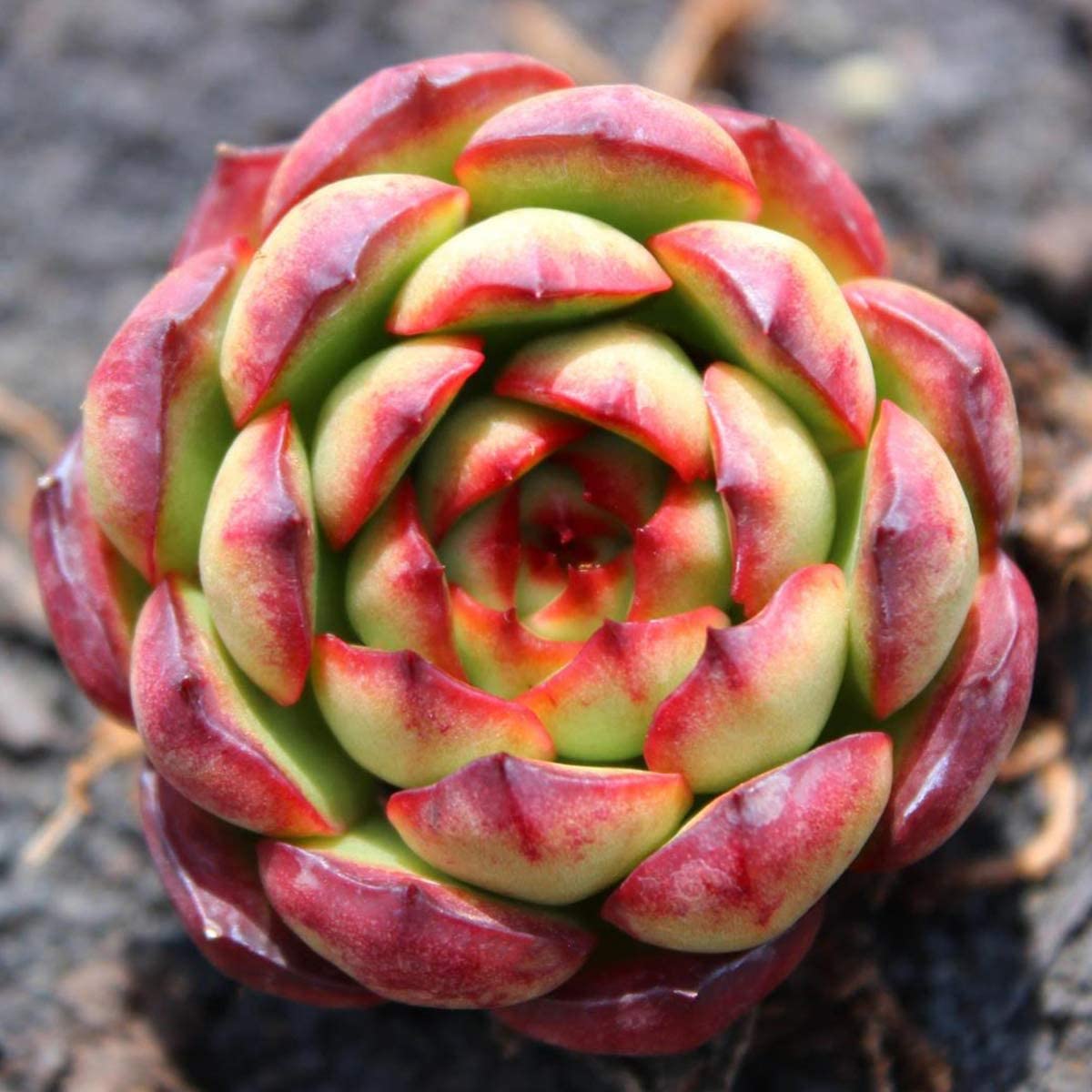 Succulent Live Plant, Echeveria 'Puli-lindsayana', Rooted in 2” Planter, Rare Beautiful Potted Succulents