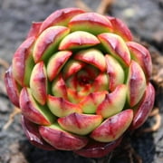 Succulent Live Plant, Echeveria 'Puli-lindsayana', Rooted in 2 Planter, Rare Beautiful Potted Succulents