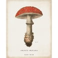 thumbnail image 3 of Wild Apple Portfolio 20x24 Black Modern Framed Museum Art Print Titled - Mushroom Study II, 3 of 5