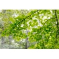 thumbnail image 2 of Mahan, Kathy 14x11 Gold Ornate Wood Framed with Double Matting Museum Art Print Titled - Big Leaf Maple I, 2 of 4