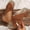 Brown, variant on Tranfacy Summer Shoes,Womens Dress Shoes,Fashion Women Casual Round Head Comfy Slippers Beach Casual Slippers Shoes