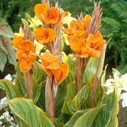 Blue Buddha Farm: Bengal Tiger Canna Lily Bulb - Easy to Grow Indoor or Outdoor Perennial Plant