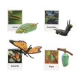 thumbnail image 4 of thinsony Figurines de Cycle de Vie Jouet Éducatif Réaliste pour Fêtes Papillon, 4 of 9