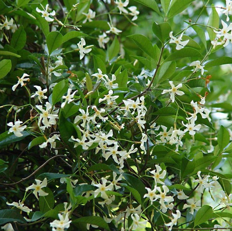 Star Jasmine&ndash;Staked&ndash;Fragrant Evergreen Vine  5 Gallon