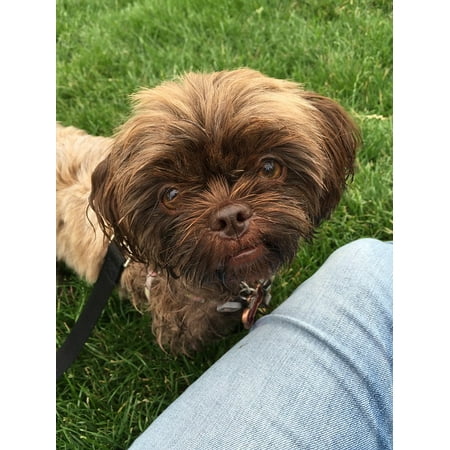 laminated poster shitzu cute puppy yorker shorkie pet funny brown