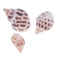 thumbnail image 3 of Aprox. 500 g de conchas marinas para manualidades, decoración de jardín y acuario 2 500g, 3 of 9