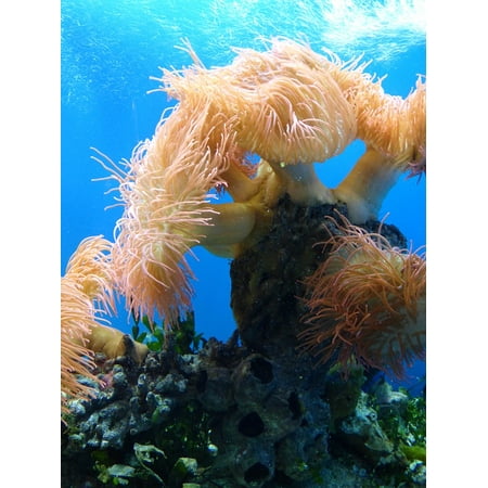 LAMINATED POSTER Aquarium Reef Anemone Water Ocean Flora Blue Sea Poster Print 24 x