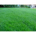 thumbnail image 5 of Kentucky 31 K31 Tall Fescue Grass Seed by Eretz - CHOOSE SIZE! State Certified, No fillers, No Weed or Other Crop Seeds 10lbs, 5 of 6