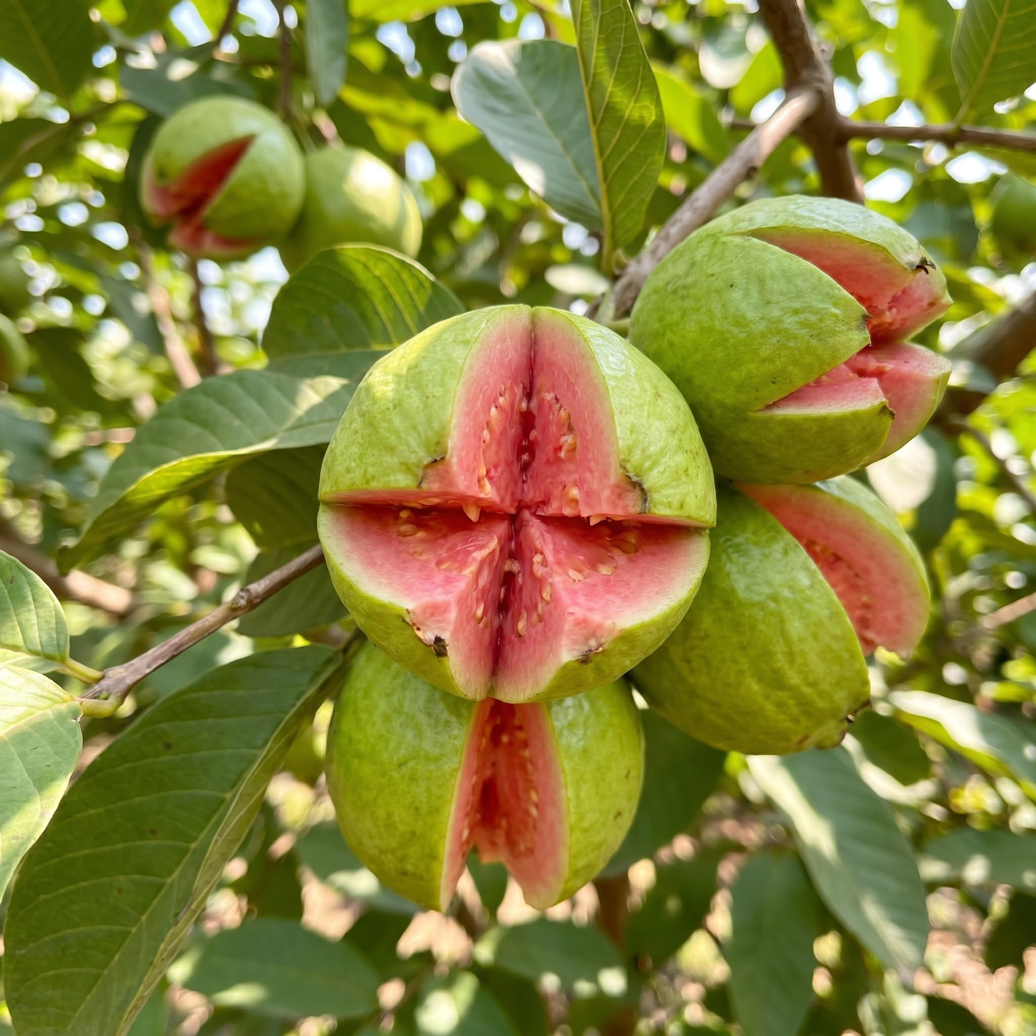 Saxon Becnel 3.5G Satsuma Owari Mandarin Orange Citrus Fruit Tree