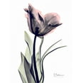 thumbnail image 2 of Koetsier, Albert 25x32 White Modern Wood Framed Museum Art Print Titled - Single Tulip in Color, 2 of 4