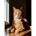 thumbnail image 3 of GPS Pet Tracker Collar for Cats Waterproof No Monthly Fee Advanced Tracking Device for Pet Safety, 3 of 5
