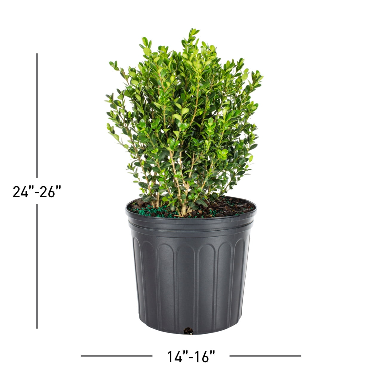 Expert Gardener 36" Boxwood Live Shrub Plant in 2.25gal Growers Pot Full Sun