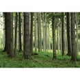 thumbnail image 2 of wall26 - Tree Trunks in a Beautiful Green Forest - Landscape - Wall Mural, Removable Sticker, Home Decor - 66x96 inches, 2 of 6