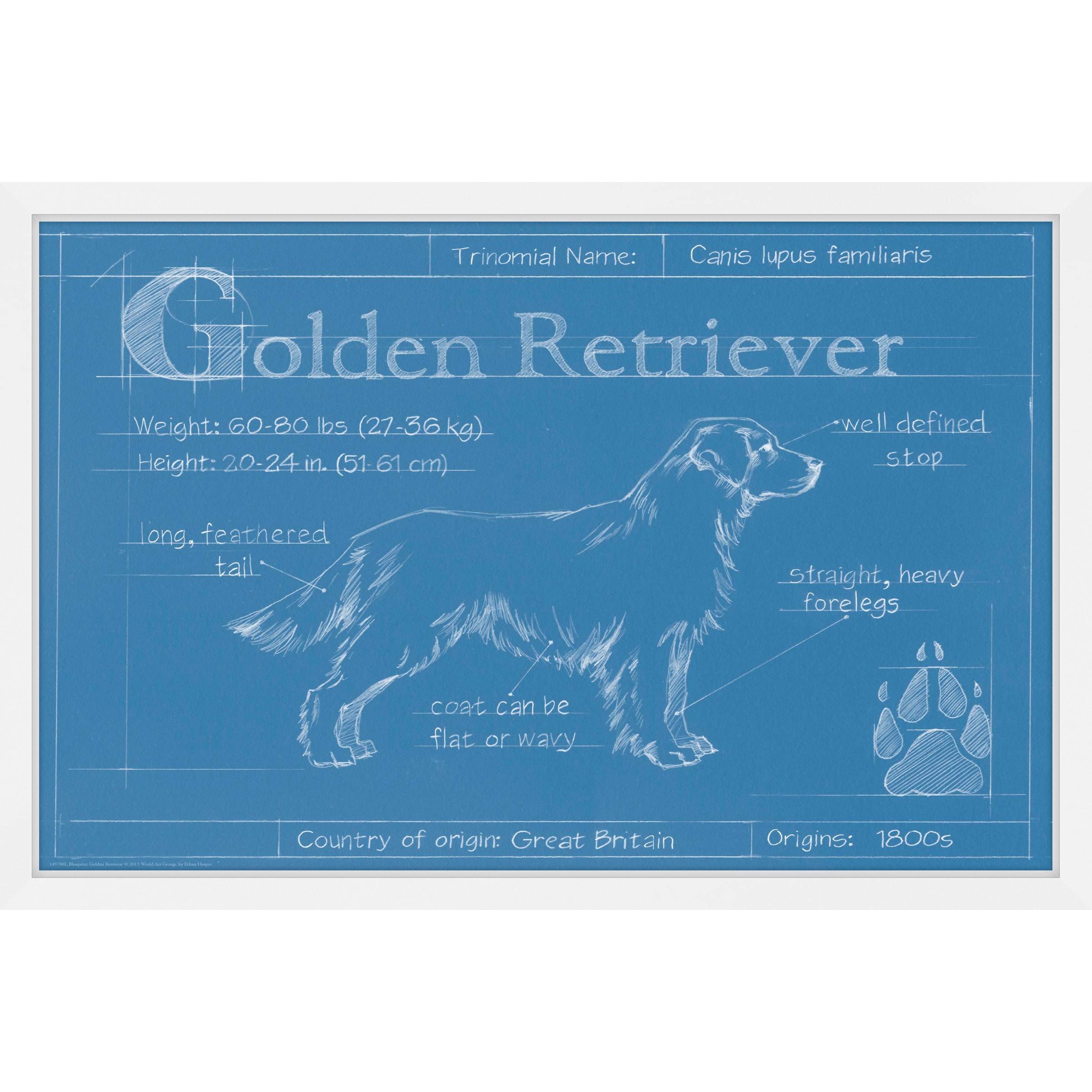 Marmont Hill "Blueprint Golden Retriever" Framed Painting Print