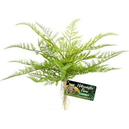 UPC: 0097612180626 | Zoo Med Laboratories BU-62 Naturalistic Flora Lace Fern